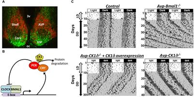 The Network Mechanism of the Central Circadian Pacemaker of the SCN: Do AVP Neurons Play a More Critical Role Than Expected?